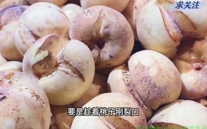 南东北西桃味麦芽_桃子味网红黑料,_桃味麦芽微盘